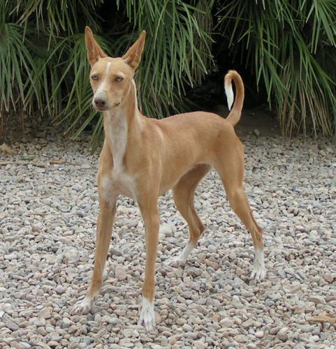 Podenco Ibicenco, perro de tamaño grande de España (Ibiza), de pelo corto o duro (foto 3)