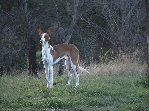 Podenco Ibicenco, perro de tamaño grande de España (Ibiza), de pelo corto o duro (foto 2)
