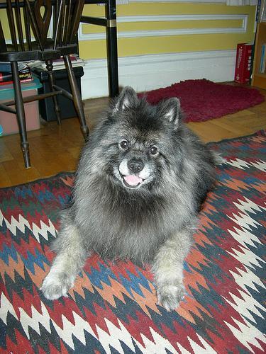 Keeshond, perro de tamaño mediano de Países Bajos, de pelo doble (foto 2)