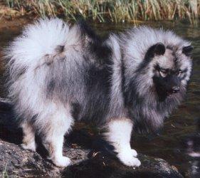Keeshond, perro de tamaño mediano de Países Bajos, de pelo doble (foto 4)