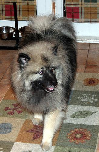 Keeshond, perro de tamaño mediano de Países Bajos, de pelo doble (foto 3)