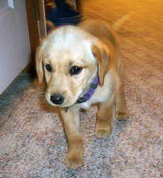Labrador Retriever. La cantidad de la bolsa es una orientación para un perro medio: el que manda es el cuerpo que ves y palpas.