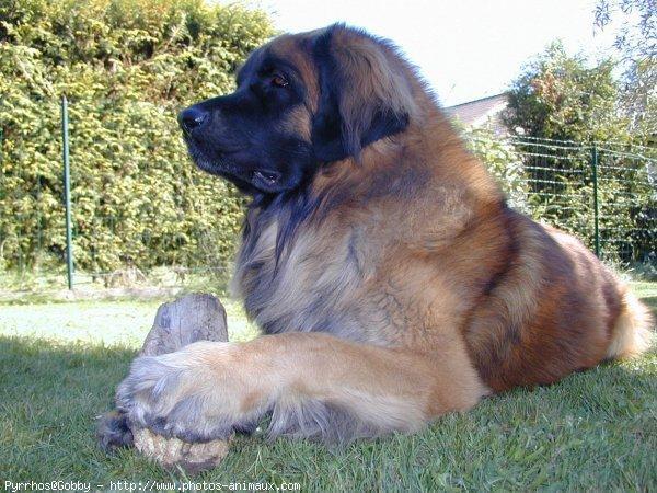 Leonberger, perro de tamaño gigante de Alemania, de pelo largo doble