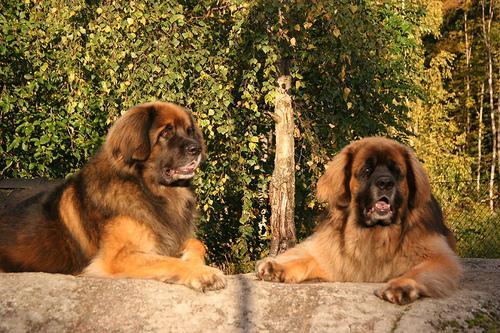 Leonberger. Los gigantes viven menos —entre siete y diez años— y envejecen antes: a los cinco ya son perros maduros.