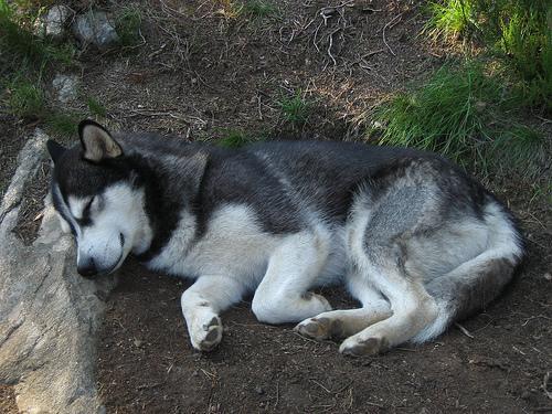 Malamute de Alaska, perro de tamaño grande de Alaska, de pelo doble (foto 2)