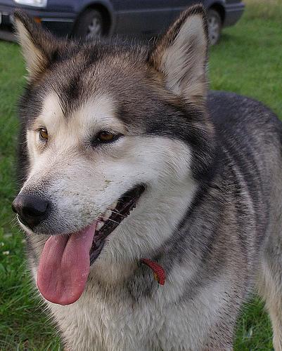 Malamute de Alaska, perro de tamaño grande de Alaska, de pelo doble (foto 3)