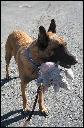 Pastor Belga Malinois, perro de tamaño grande de Bélgica, de pelo corto y duro (foto 3)