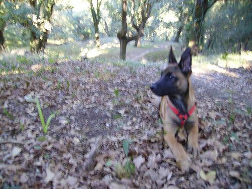 Pastor Belga Malinois, perro de tamaño grande de Bélgica, de pelo corto y duro (foto 2)