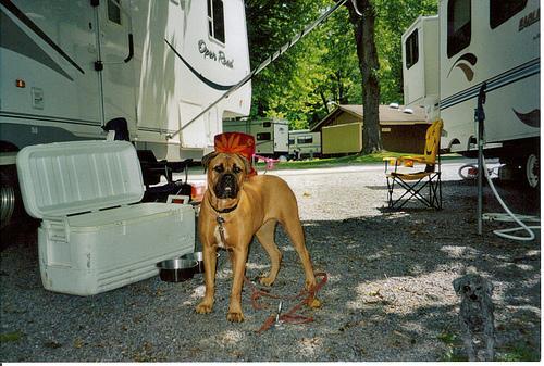 Bullmastiff, perro de tamaño gigante de Reino Unido, de pelo corto y duro (foto 2)