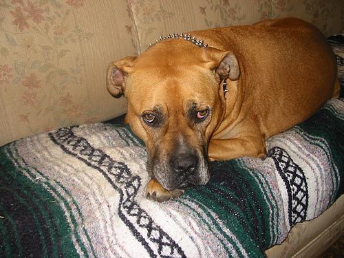Bullmastiff, perro de tamaño gigante de Reino Unido, de pelo corto y duro (foto 3)