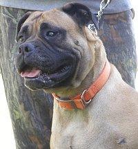 Bullmastiff, perro de tamaño gigante de Reino Unido, de pelo corto y duro (foto 4)