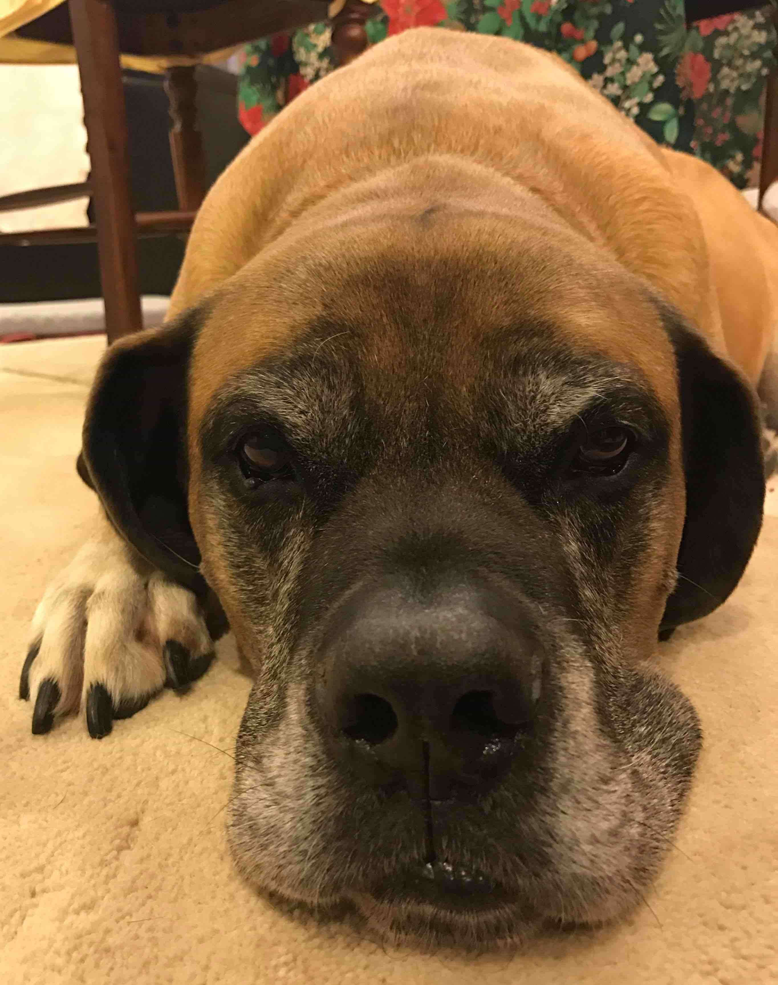 Mastín Inglés, perro de tamaño gigante de Reino Unido, de pelo corto y denso