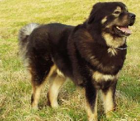 Mastín Tibetano, perro de tamaño gigante de Tíbet, de pelo doble (foto 3)