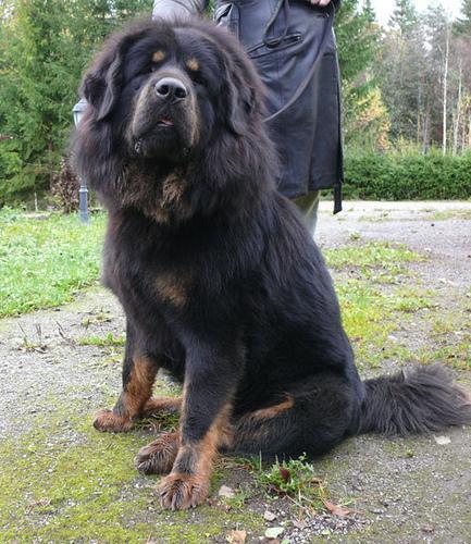 Mastín Tibetano, perro de tamaño gigante de Tíbet, de pelo doble (foto 2)