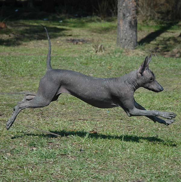 Xoloitzcuintle, perro de tamaño mediano de México, de pelo sin pelo o con pelo corto