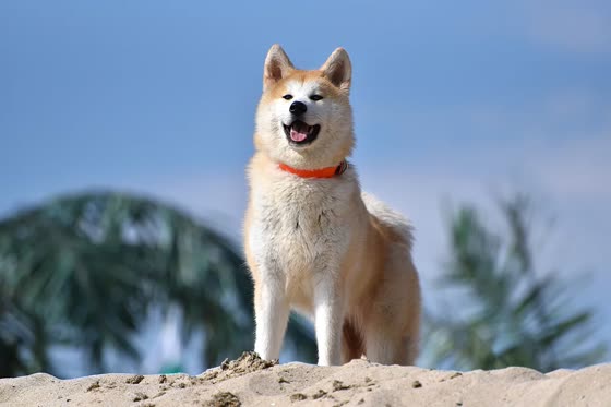 Akita Americano, perro de tamaño grande de Estados Unidos, de pelo doble