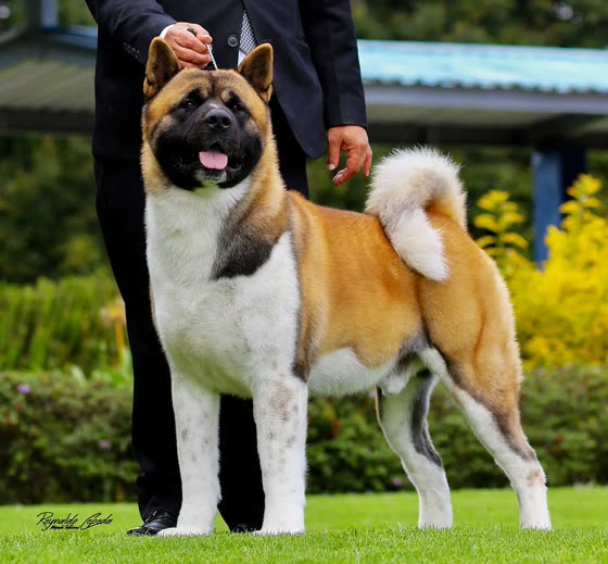 Akita Americano, perro de tamaño grande de Estados Unidos, de pelo doble (foto 2)