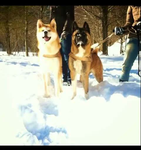 Akita Americano, perro de tamaño grande de Estados Unidos, de pelo doble (foto 3)