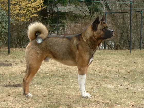 Akita Americano, perro de tamaño grande de Estados Unidos, de pelo doble (foto 4)