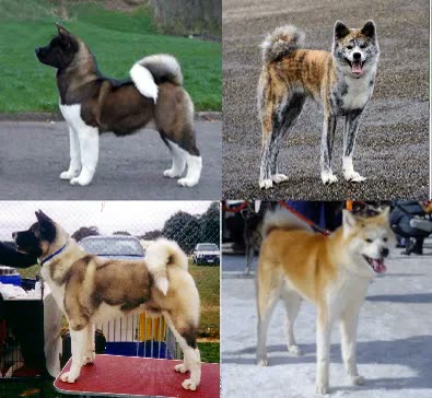 Akita Americano, perro de tamaño grande de Estados Unidos, de pelo doble (foto 5)