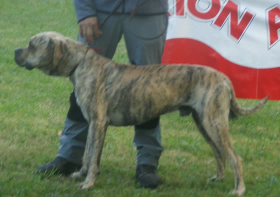 Alano Español, perro de tamaño grande de España, de pelo corto y duro