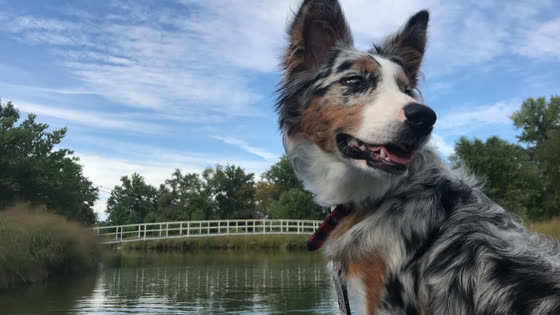 Pastor Australiano, perro de tamaño mediano de Estados Unidos, de pelo medio doble