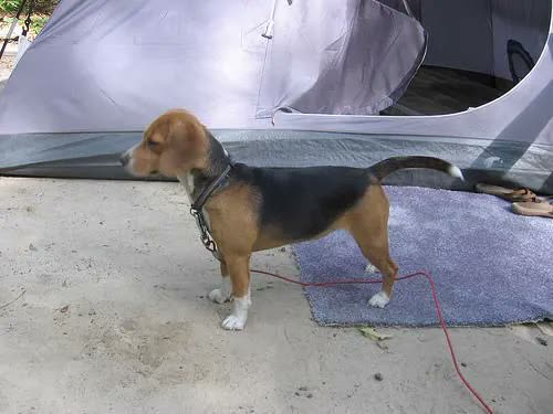 Beagle
