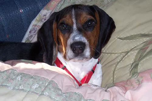 Beagle