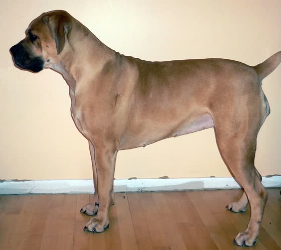Boerboel, perro de tamaño gigante de Sudáfrica, de pelo corto