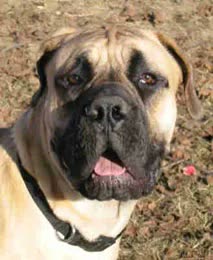 Boerboel, perro de tamaño gigante de Sudáfrica, de pelo corto (foto 3)
