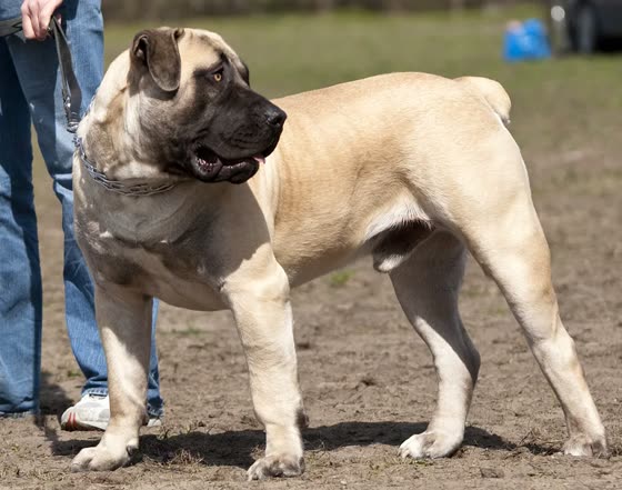 Boerboel, perro de tamaño gigante de Sudáfrica, de pelo corto (foto 4)