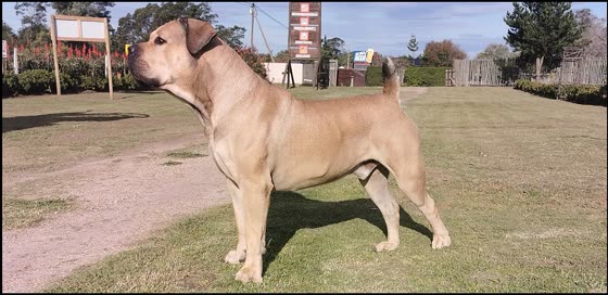 Boerboel, perro de tamaño gigante de Sudáfrica, de pelo corto (foto 5)