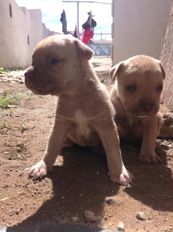 Boerboel, perro de tamaño gigante de Sudáfrica, de pelo corto (foto 6)