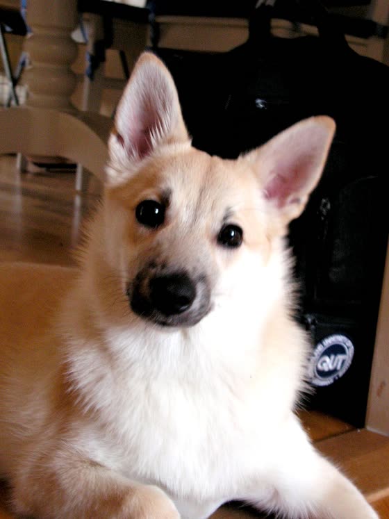Buhund Noruego, perro de tamaño mediano de Noruega, de pelo doble