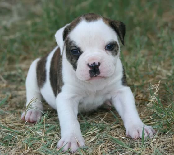 Bulldog Americano, perro de tamaño grande de Estados Unidos, de pelo corto y liso