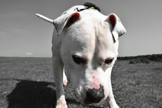 Bulldog Americano, perro de tamaño grande de Estados Unidos, de pelo corto y liso (foto 2)