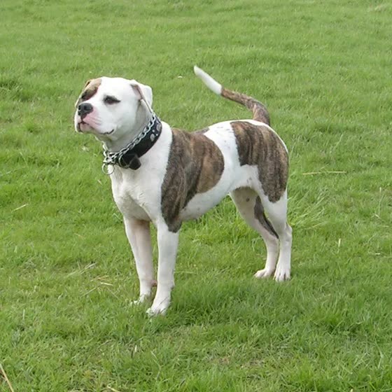Bulldog Americano, perro de tamaño grande de Estados Unidos, de pelo corto y liso (foto 3)