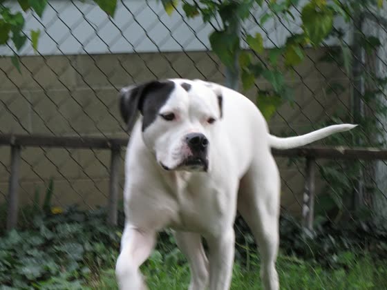 Bulldog Americano, perro de tamaño grande de Estados Unidos, de pelo corto y liso (foto 5)