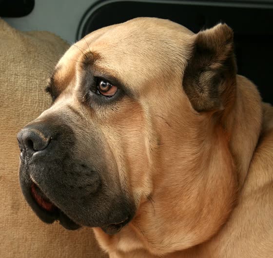 Cane Corso, perro de tamaño grande de Italia, de pelo corto