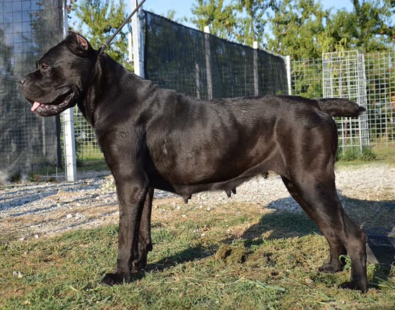 Cane Corso, perro de tamaño grande de Italia, de pelo corto (foto 2)