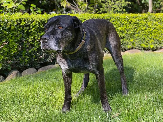 Cane Corso, perro de tamaño grande de Italia, de pelo corto (foto 3)