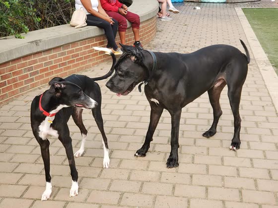 Cane Corso, perro de tamaño grande de Italia, de pelo corto (foto 4)
