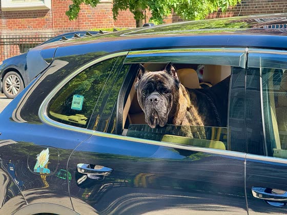 Cane Corso, perro de tamaño grande de Italia, de pelo corto (foto 5)