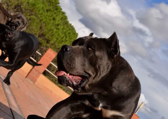 Cane Corso, perro de tamaño grande de Italia, de pelo corto (foto 6)