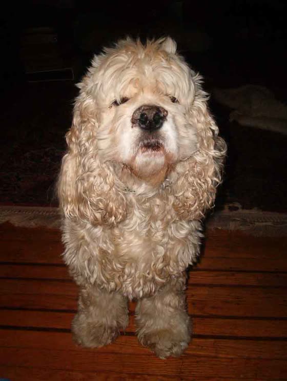Cocker Spaniel Americano, perro de tamaño mediano de Estados Unidos, de pelo largo