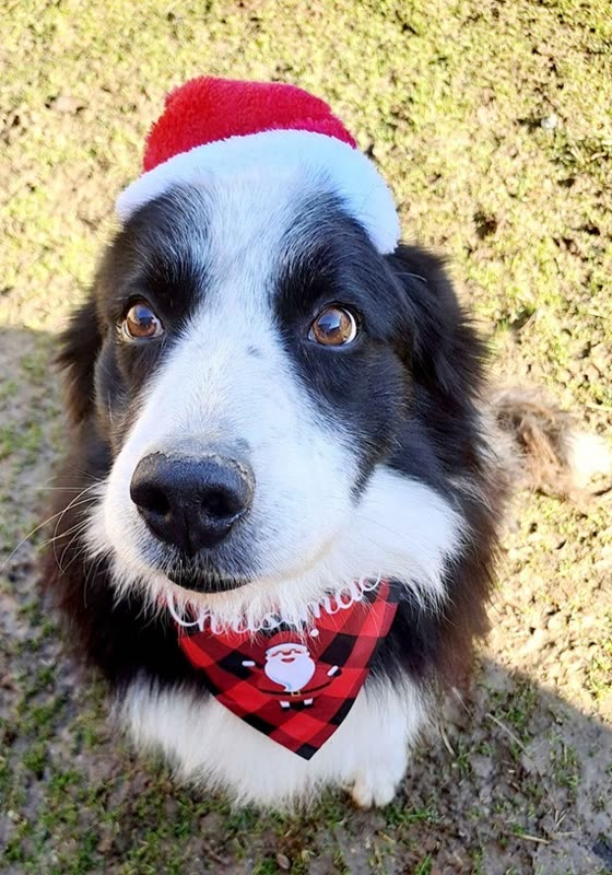Border Collie