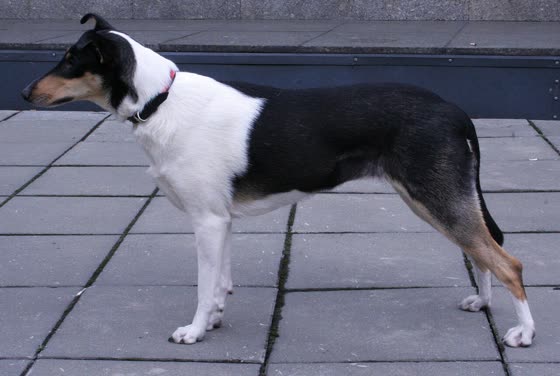 Collie de Pelo Corto, perro de tamaño grande de Reino Unido, de pelo corto