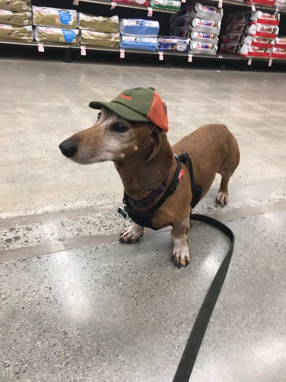Teckel / Dachshund, perro de tamaño pequeño de Alemania, de pelo corto