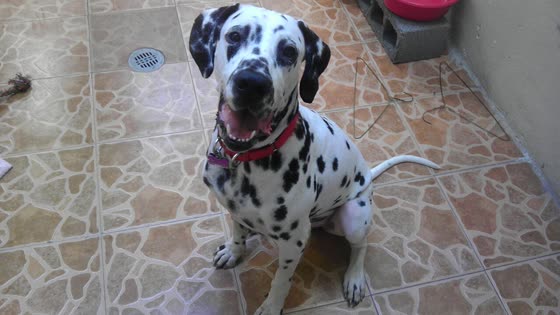 Dálmata, perro de tamaño grande de Croacia, de pelo corto y duro