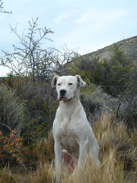 Dogo Argentino, perro de tamaño grande de Argentina, de pelo corto